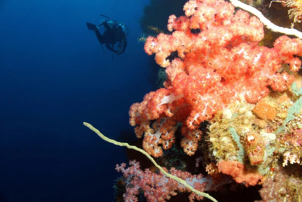 Korall vägg — Stockfoto