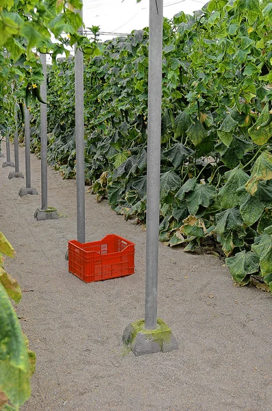 Almeria broeikasgassen komkommer plantage — Stockfoto