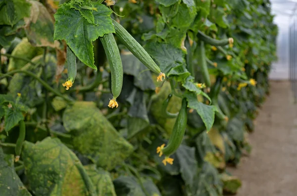 Almeria üvegházhatást okozó uborka ültetvény — Stock Fotó
