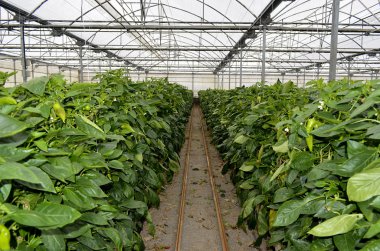 Almeria greenhouse cucumber plantation clipart