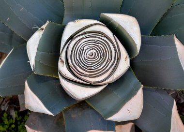 Agave plant clipart