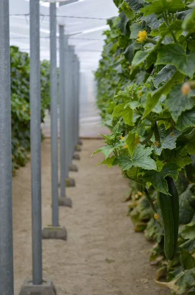 Almeria piantagione di cetrioli serra — Foto Stock