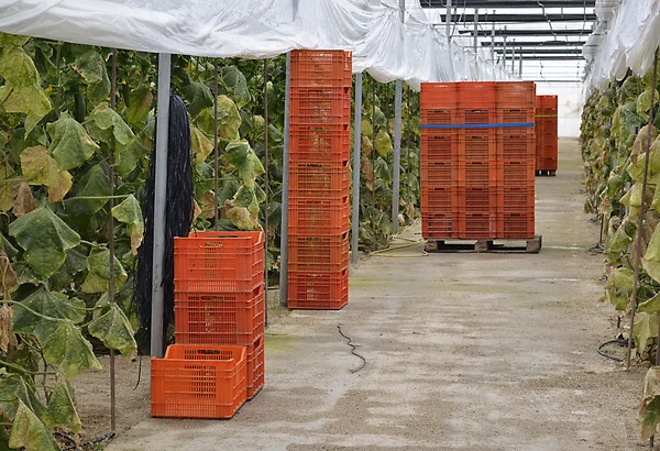 Almeria cieplarnianych plantacji ogórka — Zdjęcie stockowe