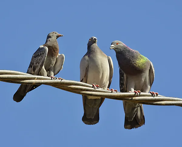 Familia de palomas — Foto de Stock