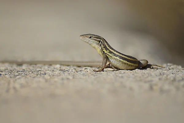 stock image Great psammodromus. spanish lizard