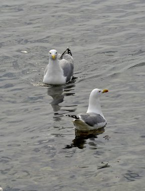 Sarı bacaklı martı