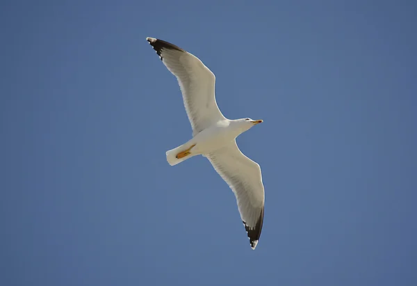 黄色的腿的海鸥 — 图库照片