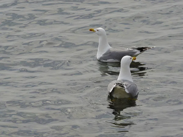黄色的腿的海鸥 — 图库照片