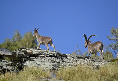 Ibex or wild goat in Spain. clipart