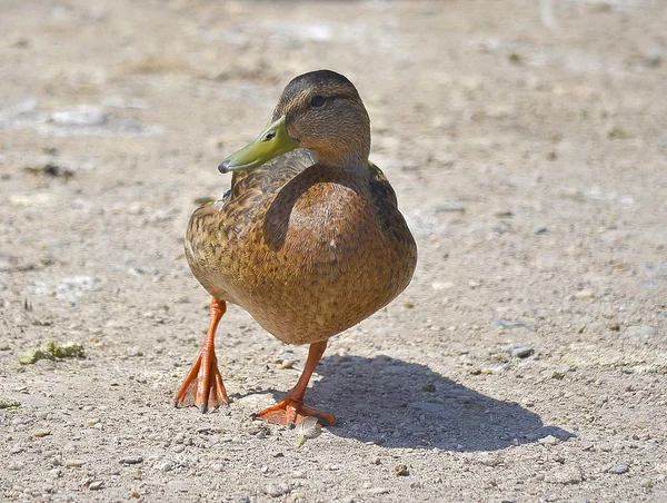 年轻的绿头野鸭 — 图库照片