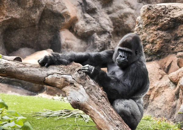 stock image Big gorilla relaxes