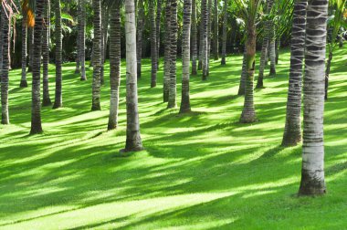 palmiye ağaçları ile gür yeşil çimen