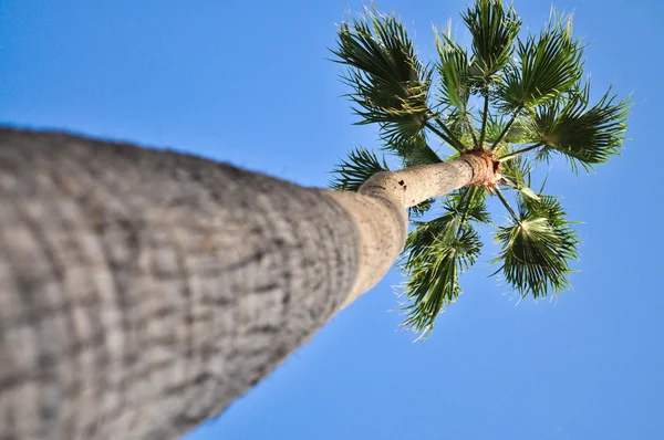 stock image In a tropical palm tree against the sky