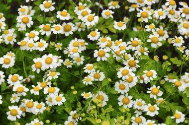 White pyrethrum parthenium clipart