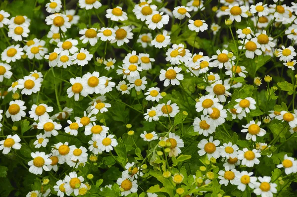 stock image White pyrethrum parthenium