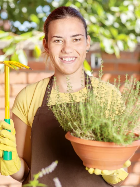 The cultivation of plants in pots — Stock Photo, Image