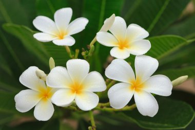 Plumeria