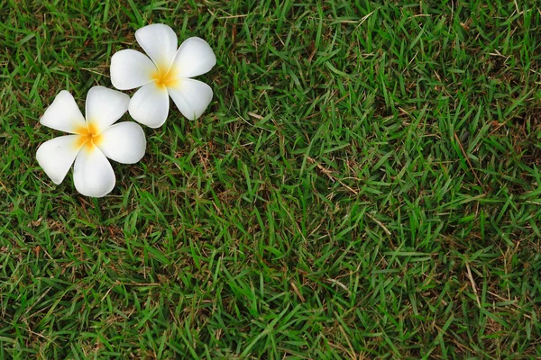 stock image Plumeria