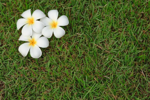 stock image Plumeria