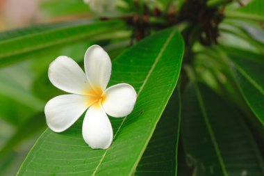 Plumeria