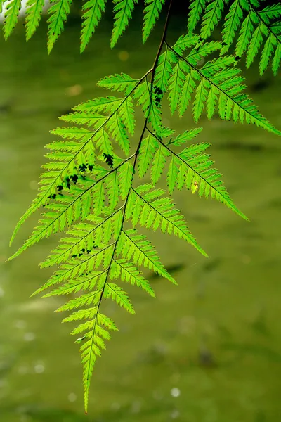 Grön natur — Stockfoto