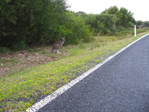 stock image Kangaroo by the road