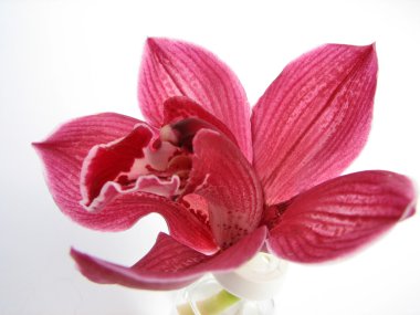 Red orchid clipart