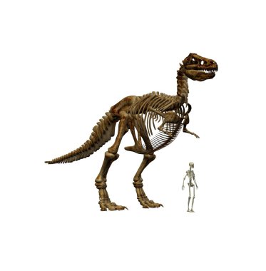 t-rex ve iskelet