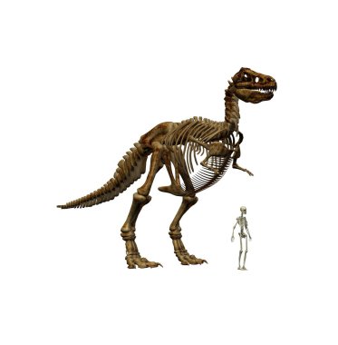 T-Rex and skeleton clipart