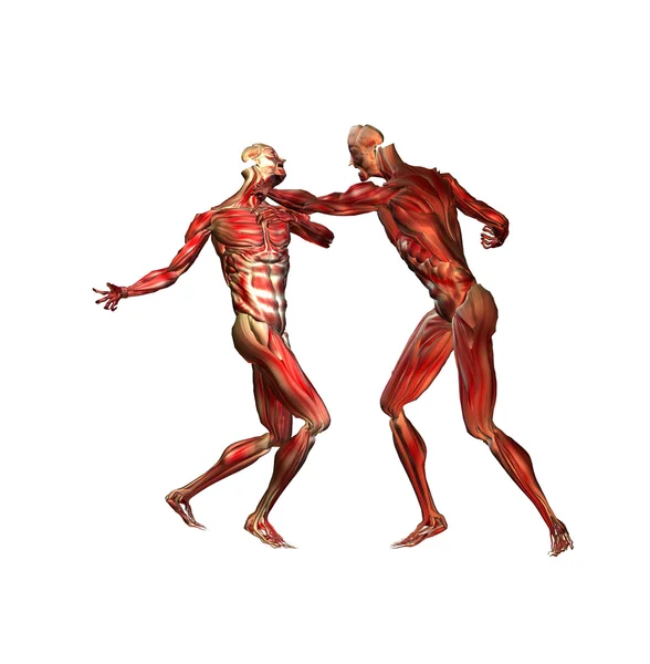 Anatomia — Fotografia de Stock