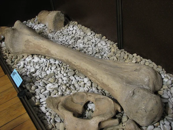 Mammoth bone — Stock Photo, Image