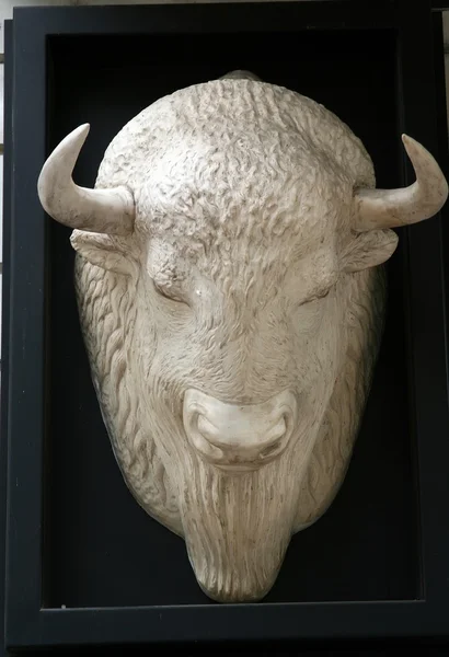 雄牛の頭部 — ストック写真