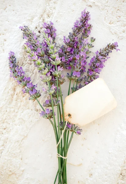Fresh lavender — Stock Photo, Image