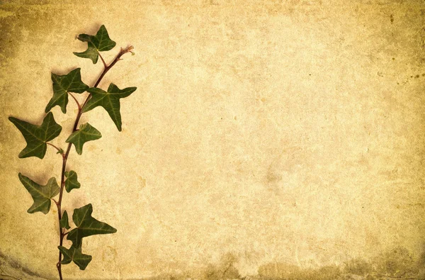 Ivy arka plan — Stok fotoğraf