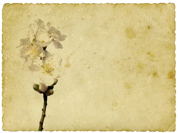 ビンテージ背景にアーモンドの花 — ストック写真