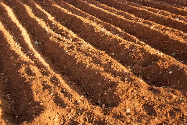 신선한 토양 — 스톡 사진