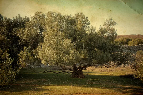 stock image Olive tree