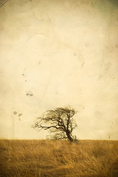 stock image Lonely tree