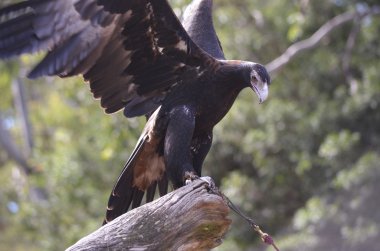 kama kuyruklu kartal