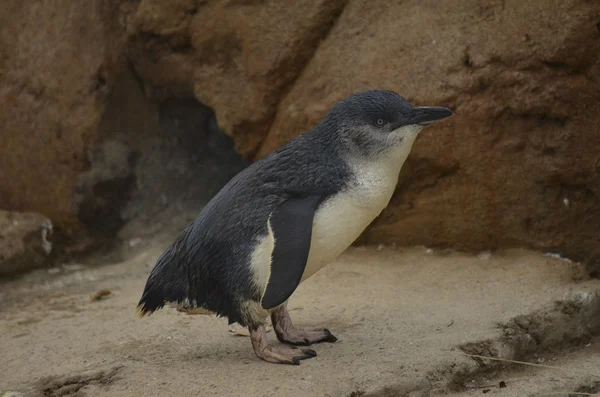 Víla tučňák — Stock fotografie