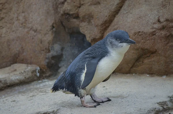 Пингвин-фея — стоковое фото