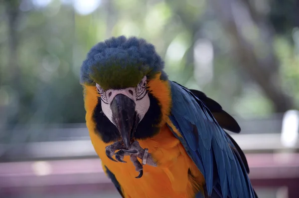 Jihoamerický papoušek — Stock fotografie