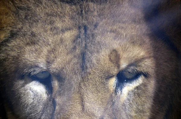 Les yeux de lion — Photo