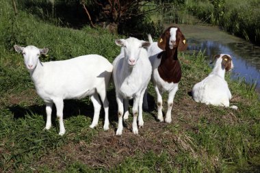 cuatro cabras en Prado al lado de la zanja