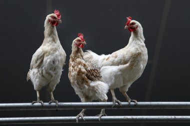 metal borular üzerinde üç tavuk