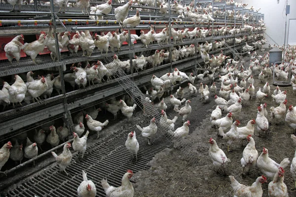 stock image Lot of biological chicken in barn
