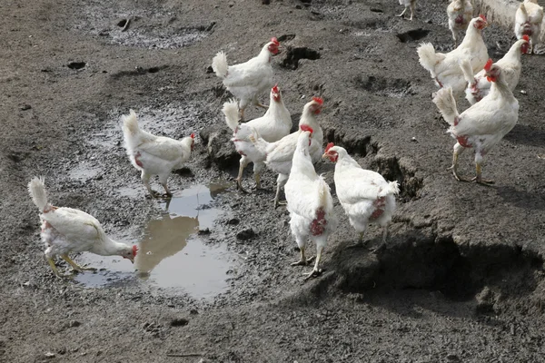 stock image Biological chickens in mud