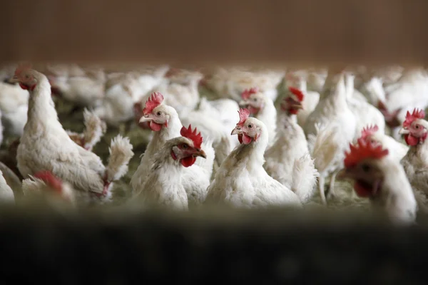 Mirando en granja de pollo — Foto de Stock