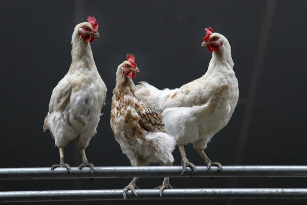 Stock image Three chicken on metal pipes