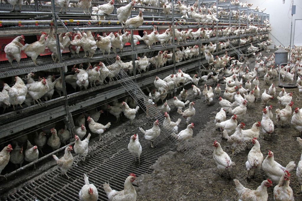 Lot of biological chicken in barn — Stock Photo © ahavelaar #11339104